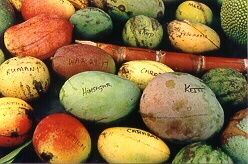 mangoes